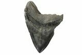 Bargain, Fossil Megalodon Tooth - South Carolina #168878-2